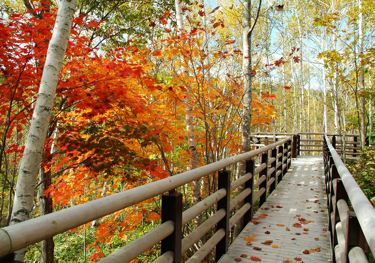 国営滝野すずらん丘陵公園|紅葉