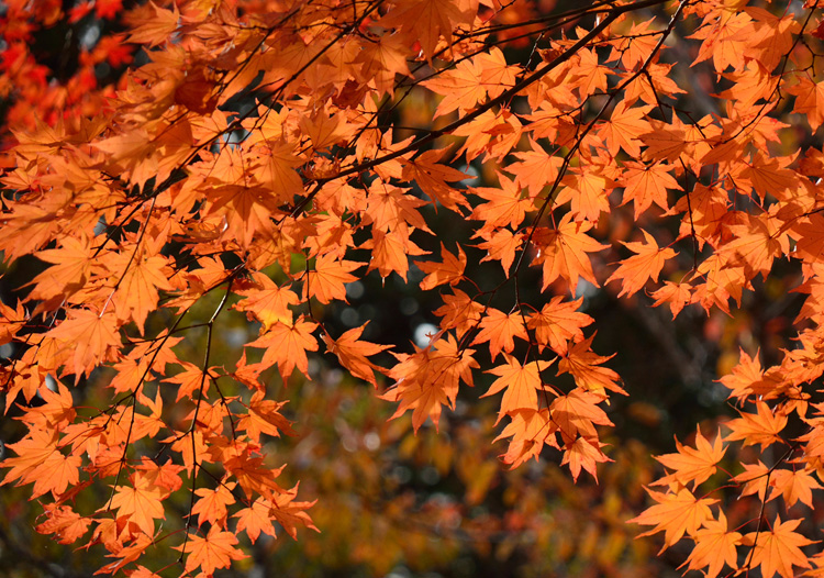 円山公園|紅葉