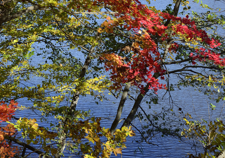 西岡公園|紅葉