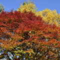 【募集情報】札幌市営住宅の後期募集について 2020年12月