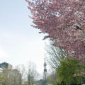【定期募集・短期募集】札幌市営住宅の募集スケジュール2021年度