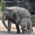 画像はイメージです。円山動物園の新しいスター、赤ちゃんゾウ「タオ」の魅力