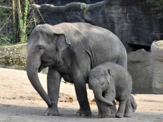円山動物園の新しいスター、赤ちゃんゾウ「タオ」の魅力